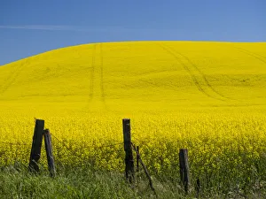 Fencepost Prints: Canola in full bloom in the Palouse country of Eastern Washington