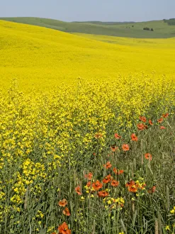 Images Dated 16th March 2021: Canola in full bloom in the Palouse country of Eastern Washington
