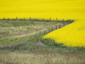 Canola in full bloom in the Palouse country of Eastern Washington