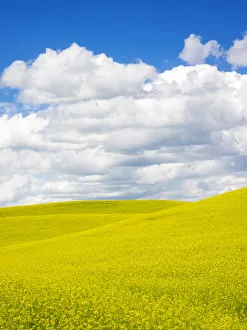 Landscape Prints: Canola field with clouds