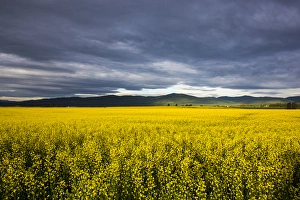 Kalispell Prints: Canola field in morning light in the Flathead Valley of Montana, USA