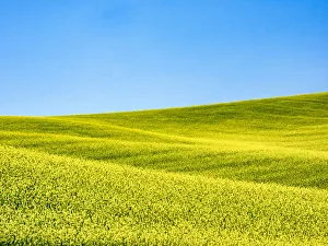 Landscape Prints: Canola field in Spring