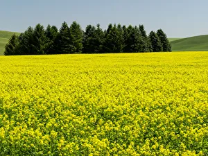 Images Dated 10th June 2015: Canola field in Spring
