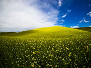Palouse Prints: Canola fields in full bloom
