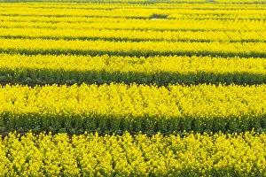 Images Dated 24th March 2017: Canola flower fields, Xinghua, Jiangsu Province, China