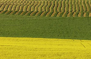 Forage Prints: Canola and rows of hay in the Flathead Valley, Montana, USA