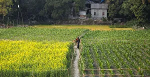Dhaka Division Prints: Canola and vegetable field, Dhaka, Bangladesh