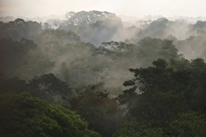Biology Prints: Canopy Scenic, Yasuni National Park, Amazon Rainforest, ECUADOR. South America