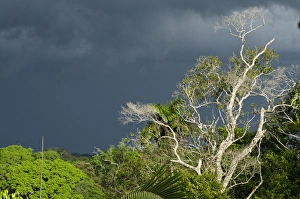Images Dated 3rd November 2011: Canopy Scenic, Yasuni National Park, Amazon Rainforest, ECUADOR. South America