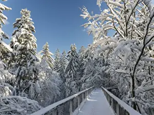 Contemporary Prints: The Canopy Walkway (Baumwipfelpfad) of the visitor center of the National Park Bavarian Forest