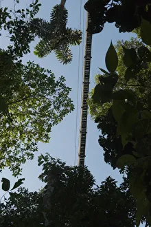 Images Dated 8th October 2010: Canopy Walkway at Sacha Lodge. 275m long, 36m high rigid walkway