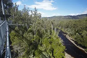 Images Dated 12th February 2010: Cantilever, Tahune AirWalk, 48 metres above Huon River and Forest, Tahune Forest Reserve