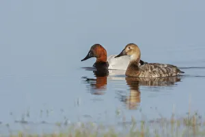 Canvasback pair