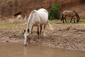 Images Dated 23rd May 2009: Canyon de Chelly, Arizona, United States. Navajo Nation. Wild horse drinks from stream