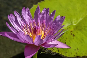 Nymphaeaceae Prints: Cape Blue Water lily