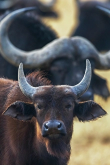 Bovid Prints: Cape buffalo herd waiting out a light rain shower in southern Africa