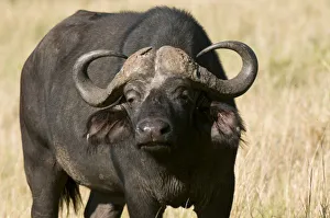 National Reserve Prints: Cape Buffalo (Syncerus