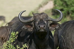 National Reserve Prints: Cape Buffalo (Syncerus caffer), Masai Mara National Reserve, Kenya