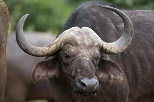 Images Dated 4th December 2009: Cape Buffalo (Syncerus caffer), Samburu National Park, Kenya