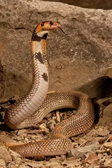Vertebrate Prints: Cape Coral Snake Aspidelaps lubricus cowlesi Native to Southern Angola Habitat - Dry Sandy Soil