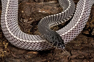 Images Dated 25th April 2007: Cape File Snake Meheyla capensis Native to Southern Africa