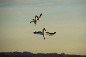 Cape gannet diving & feeding(Morus capensis), Sardine run, Eastern Cape, SOUTH AFRICA