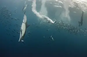Cape gannet (Morus capensis) Long-beaked common dolphin (Delphinus capensis)