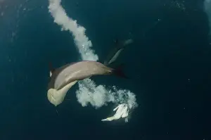 South Africa Prints: Cape gannet (Morus capensis) & Long-beaked common dolphin (Delphinus capensis) Feeding
