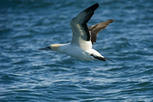Images Dated 29th June 2013: Cape gannet (Morus capensis) Sardine run, Eastern Cape, , SOUTH AFRICA