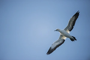Sardine Prints: Cape gannet (Morus capensis), Sardine run, Eastern Cape SOUTH AFRICA