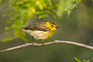 Padre Island Prints: Cape May Warbler (Dendroica tigrina) juvenile male foraging during migration