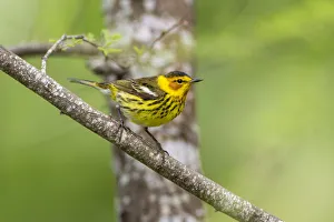 Cameron County Prints: Cape May warbler (Dendroica tigrina) male foraging