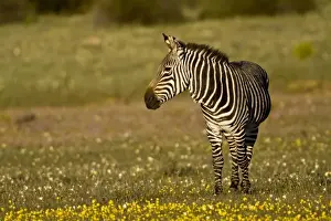 Cape Mountain Zebras at Bushmans Kloof in Western Cape Province, South Africa