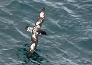 Images Dated 14th February 2006: Cape Petrel Antarctica