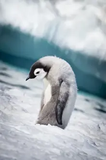 Lonely Prints: Cape Washington; Antarctia; Emperor penguin chick walks with its head down