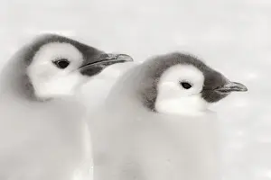 Images Dated 22nd December 2010: Cape Washington, Antarctica. Clode-up of Emporer Penguin Chicks. High Key, soft focus