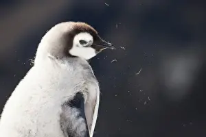 Cape Washington; Antarctica. Close-up of an Emperor chick with dark background