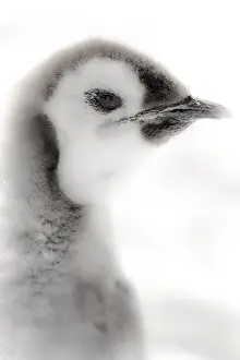 Images Dated 22nd December 2010: Cape Washington, Antarctica. Close-up of an Emperor Penguin Chick. High Key, soft focus