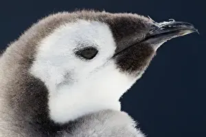 Cape Washington, Antarctica. Close-up of an Emperor penguin chick against a dark sky