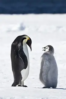 Images Dated 22nd December 2010: Cape Washington, Antarctica. Emperor penguin chick asks parent for food