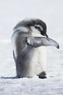 Images Dated 22nd December 2010: Cape Washington, Antarctica. Emperor Penguin Chick preening self