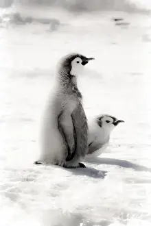 Images Dated 22nd December 2010: Cape Washington, Antarctica. Two Emperor Penguin Chicks. High Key, soft focus