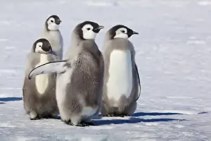 Cape Washington, Antarctica. Emperor Penguin Chicks