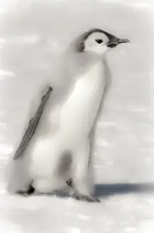 Cape Washington, Antarctica. Emporer Penguin Chick. High Key, soft focus