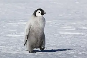 Images Dated 22nd December 2010: Cape Washington, Antarctica. Emporer Penguin Chick