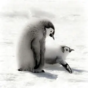 Adventure Prints: Cape Washington, Antarctica. Emporer Penguin Chicks. High Key, soft focus