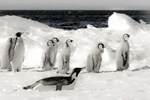 Images Dated 22nd December 2010: Cape Washington, Antarctica. Emporer Penguins on the move. High Key, soft focus