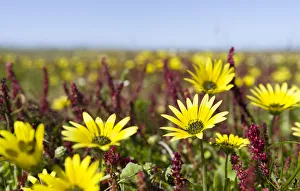 Costa Vicentina Prints: Capeweed or plain treasureflower, cape dandelion, cape marigold (Arcotheca calendula)