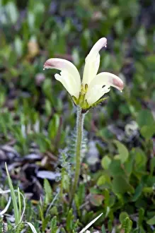 Plantae Prints: Capitate Lousewort (Pedicularis capitata) - Arctic National Wildlife Refuge, Alaska