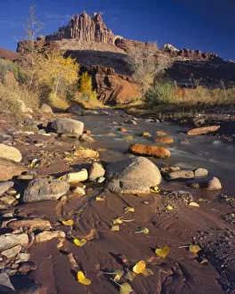 Grandure Prints: CAPITOL REEF NATIONAL PARK, UT, US, Cottonwood leaves along Sulphur Creek, autumn
